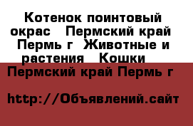 Котенок поинтовый окрас - Пермский край, Пермь г. Животные и растения » Кошки   . Пермский край,Пермь г.